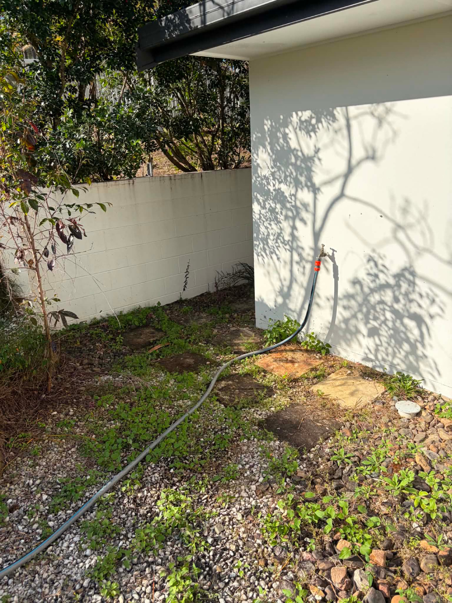 Overgrown corner garden bed beside a rendered wall
