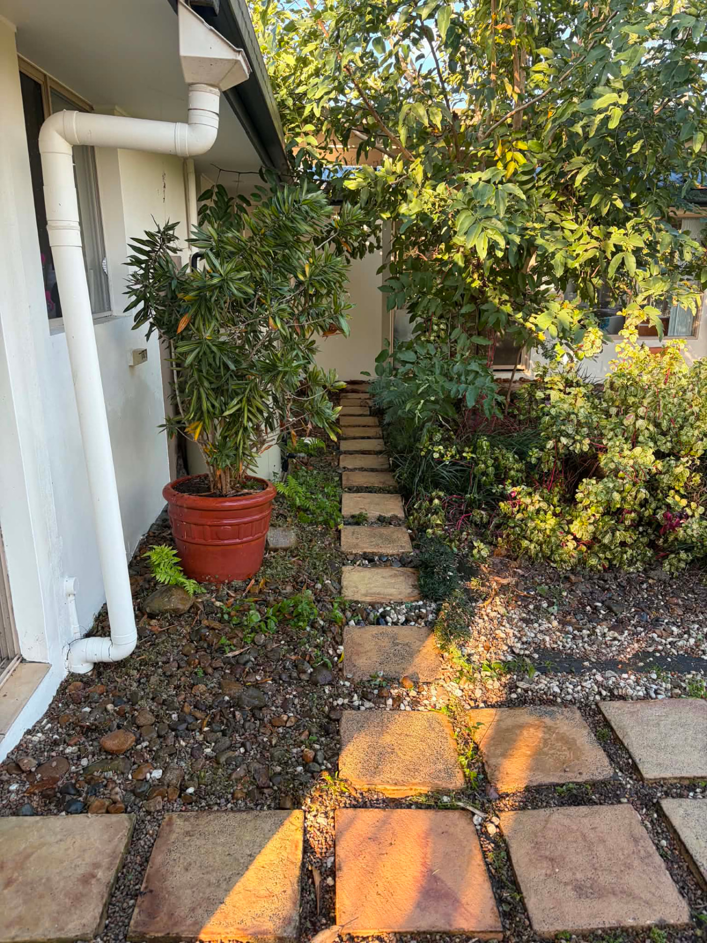 Same stepping stone path weeded, cleaned and tidied