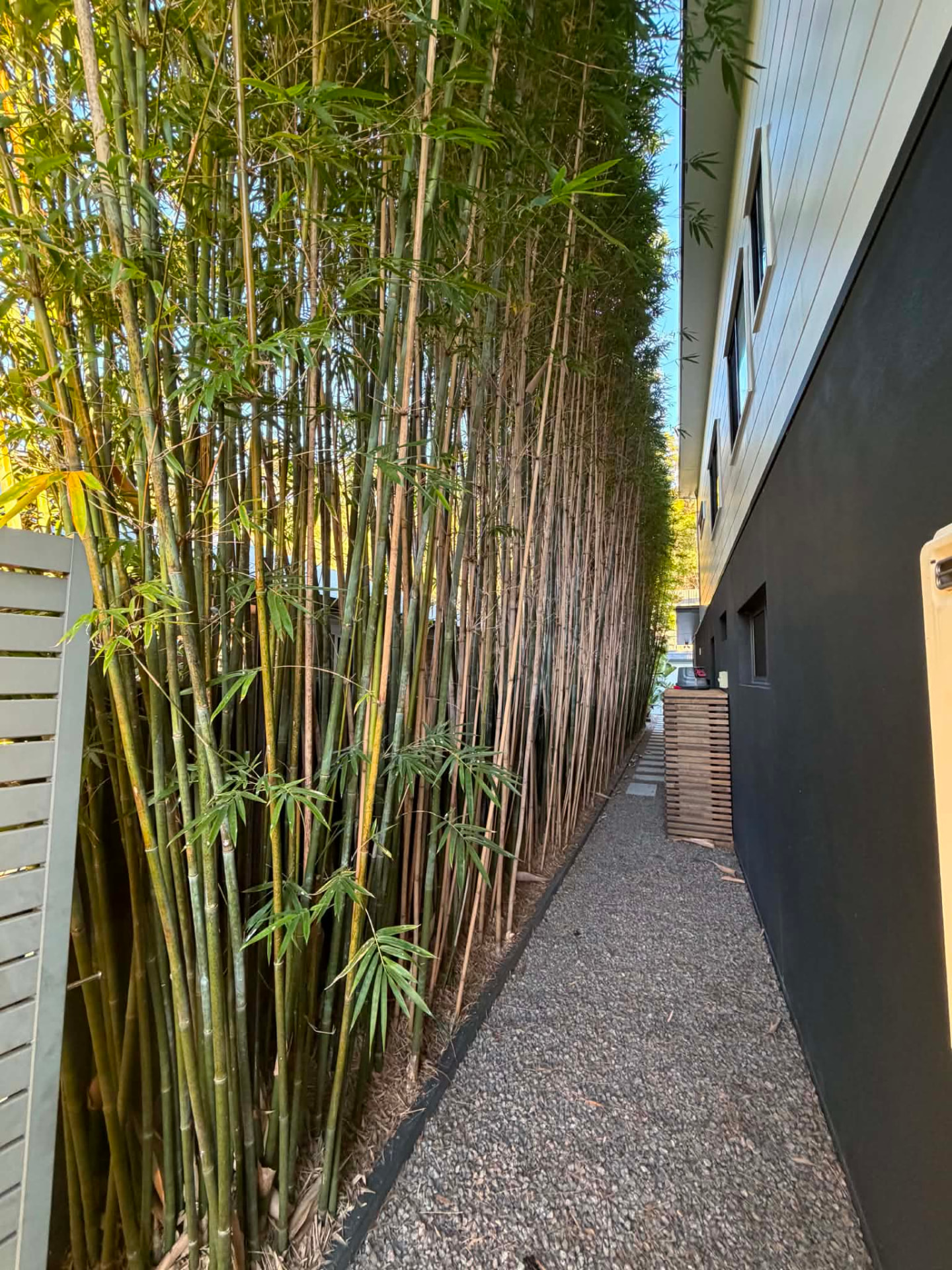 Tall bamboo screen trimmed along a narrow side path