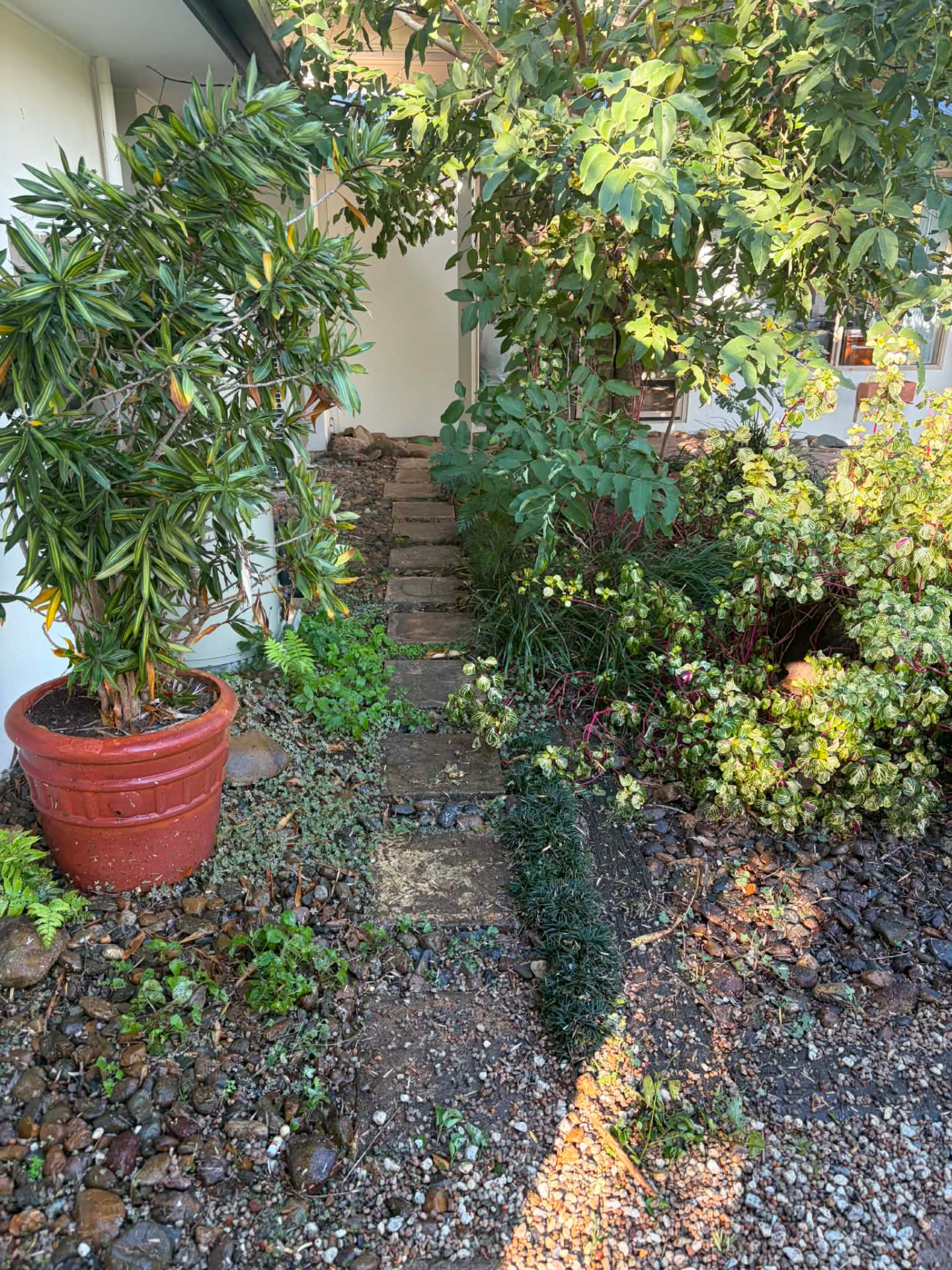 Stepping stone path overgrown with weeds and leaf litter